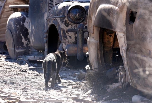 A cat wanders amidst cars destroyed by the Eaton Fire in Altadena