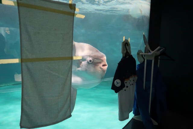 Sunfish in a tank