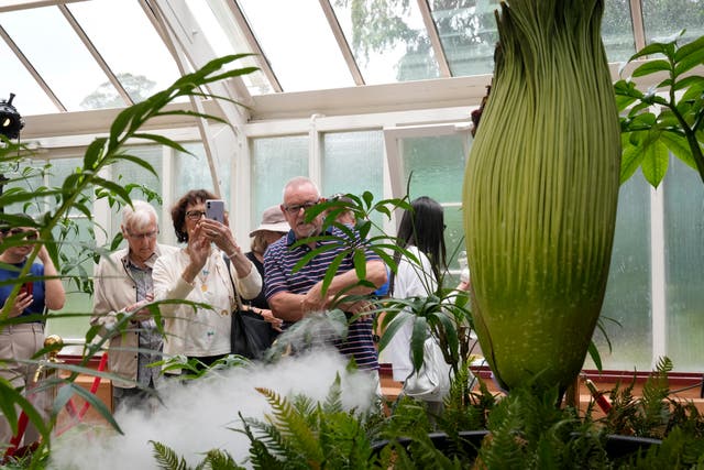 People view an endangered plant known as the 'corpse flower' for its putrid stink, which is about to bloom at the Royal Botanical Gardens in Sydney, Australia