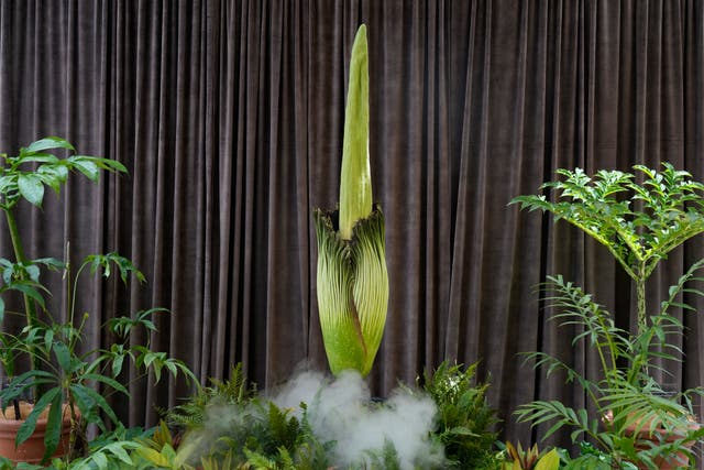 An endangered plant known as the 'corpse flower' for its putrid stink, is about to bloom at the Royal Botanical Gardens in Sydney, Australia