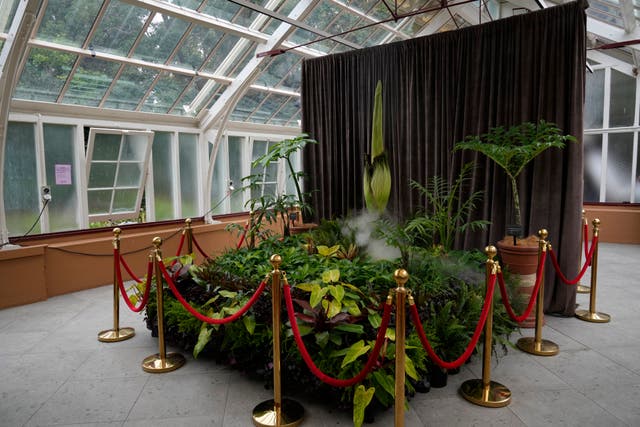 An endangered plant known as the 'corpse flower' for its putrid stink, is about to bloom at the Royal Botanical Gardens in Sydney, Australia