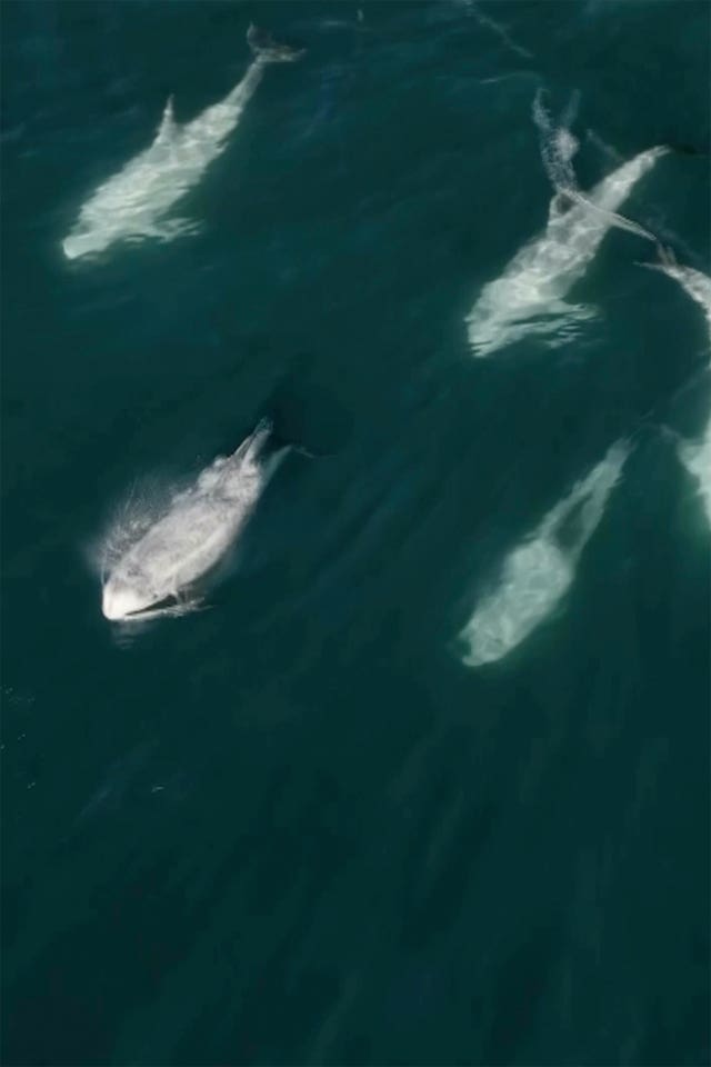 Dolphins-Super Pod-California