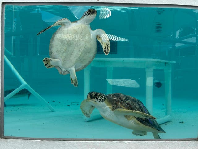 Green sea turtles being treated for cold stunning swimming in a tank