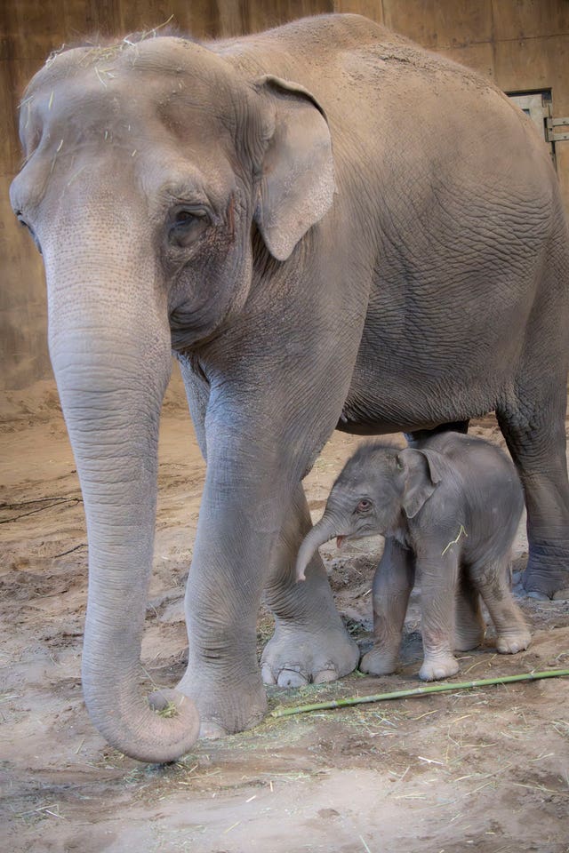 An elephant calf with its mother