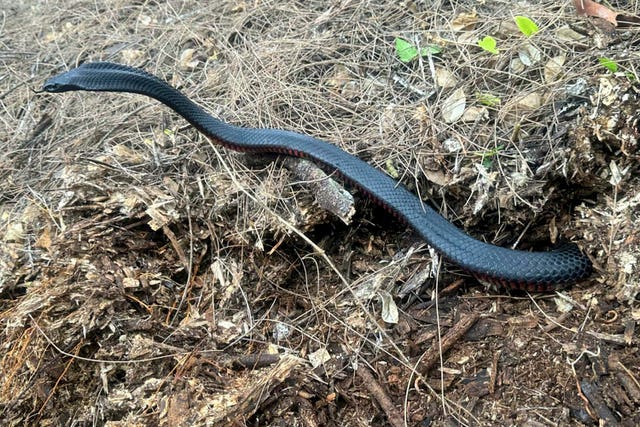 A red-bellied black snake slithers from a mulch pile 