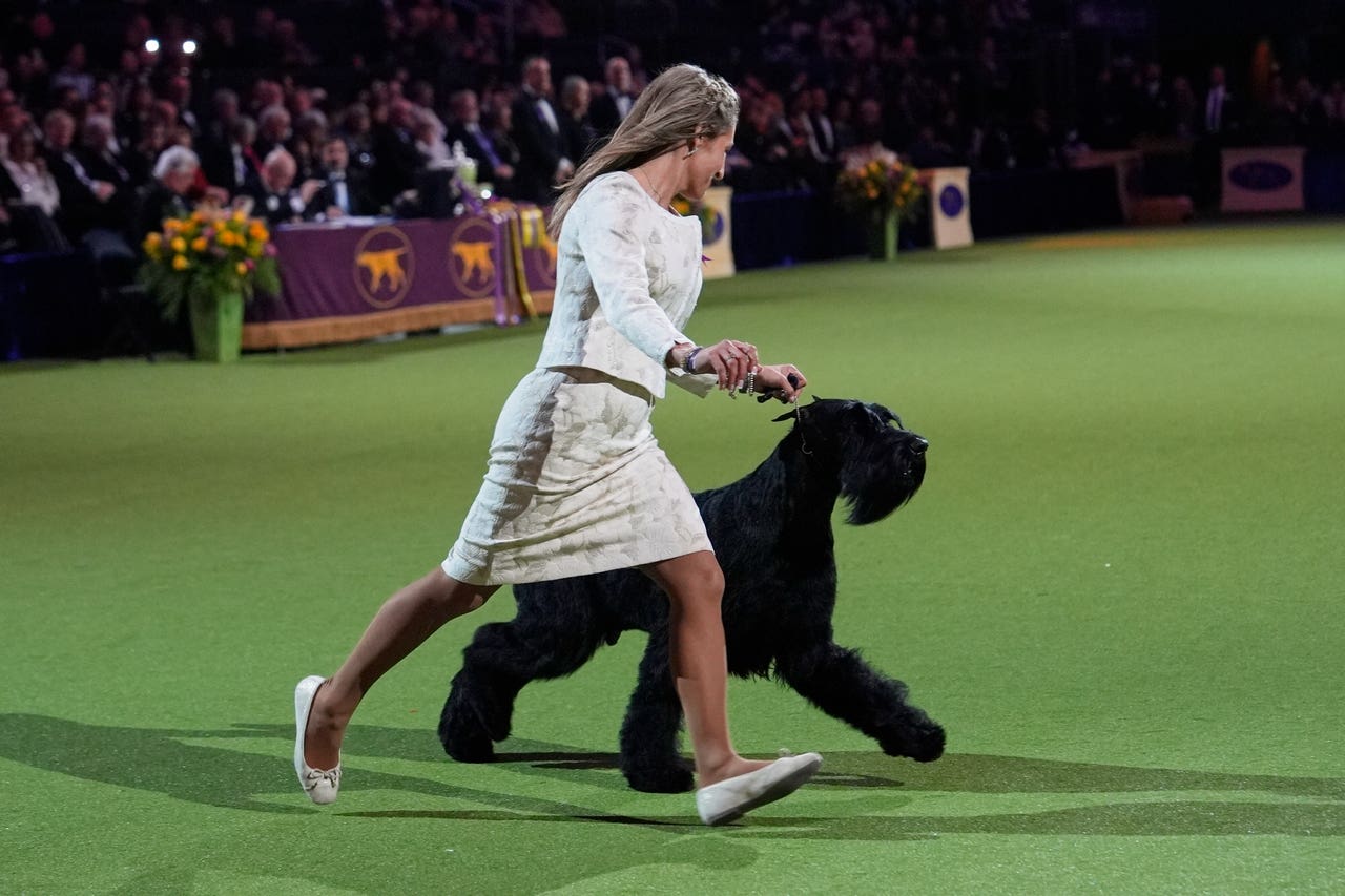Full Monty giant schnauzer wins top US dog show The Mail