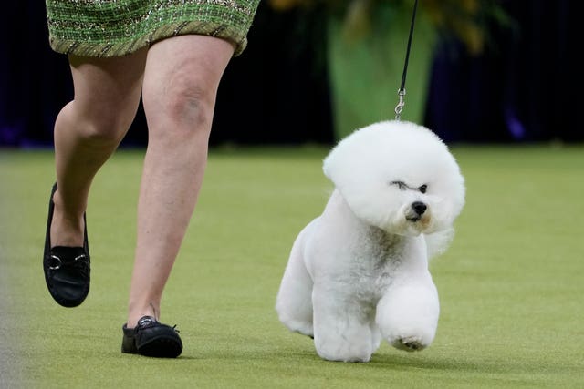 A Bichon Frise runs on the carpet