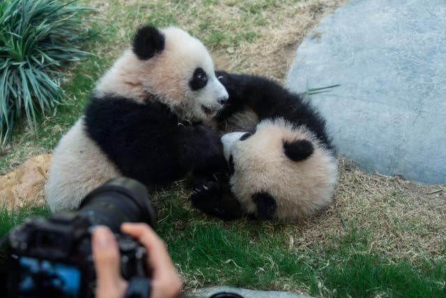 Hong Kong Pandas