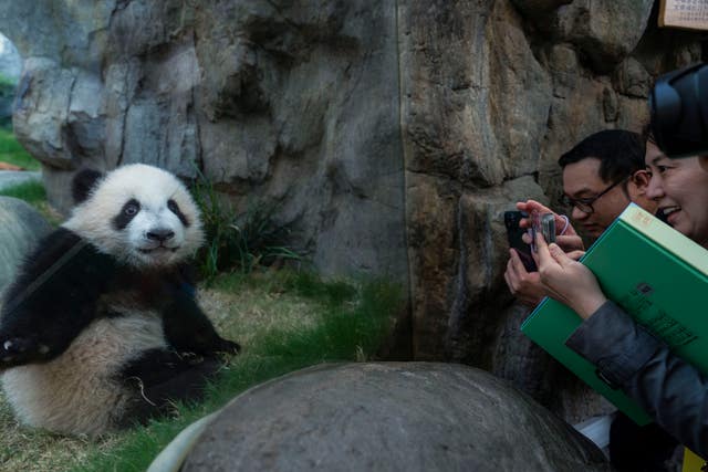 Hong Kong Pandas