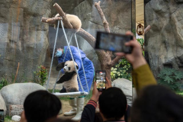 A keep in blue suit holds up a panda cub