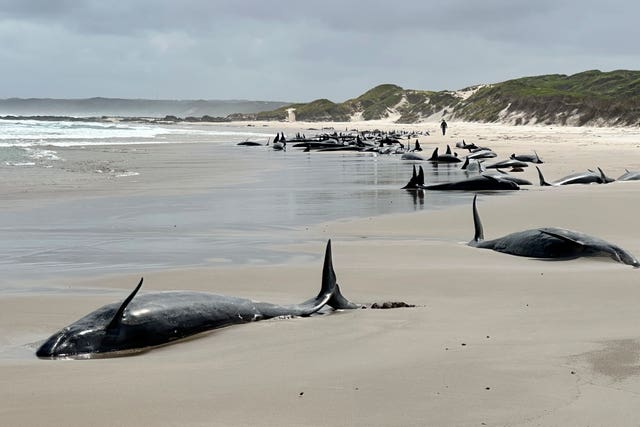 Australia Stranded Whales