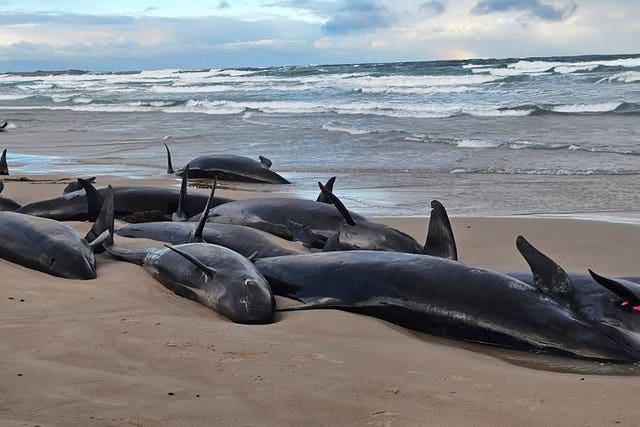 Australia Stranded Whales