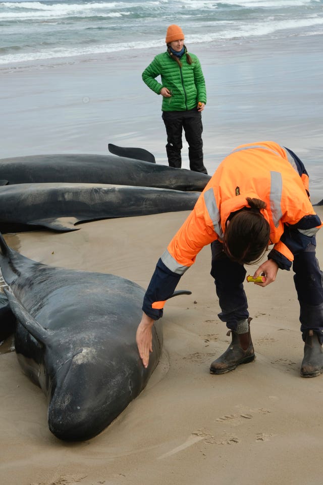 Australia Stranded Whales