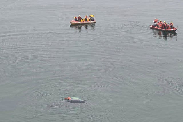 Poland Whale Rescue