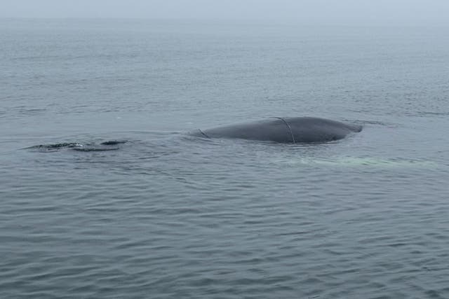 Poland Whale Rescue