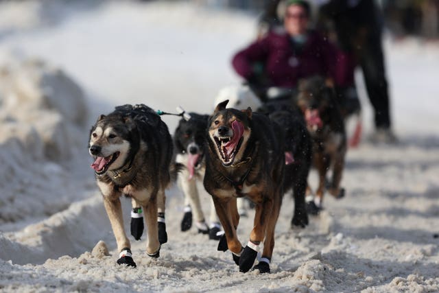 Sled dogs