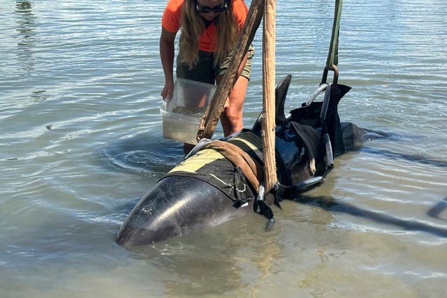 New Zealand Dolphin Boat