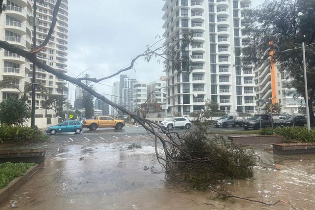 A tree lies fallen on the beach front following cyclone Alfred 