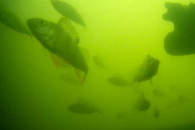 Fish in the murky green water