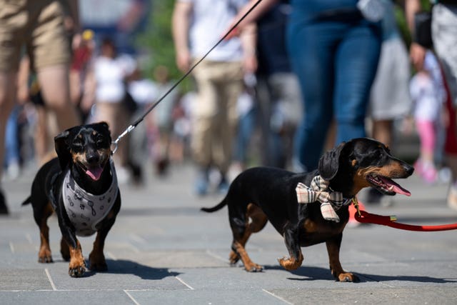 Hungary Dachshund Walk Record