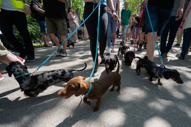 Hungary Dachshund Walk Record