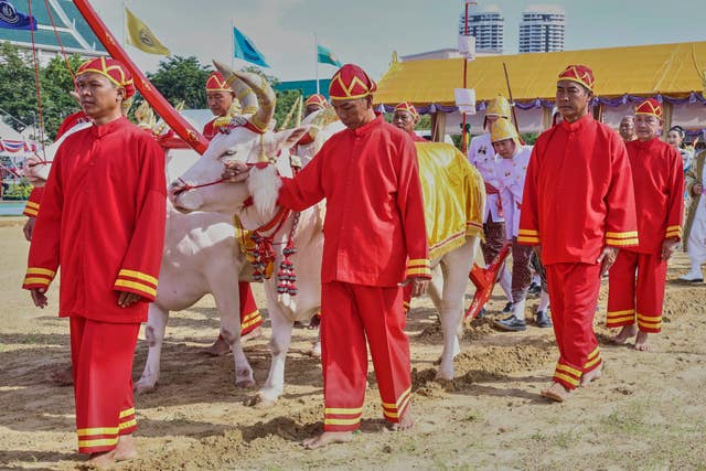Royal attendants guide the two oxen (