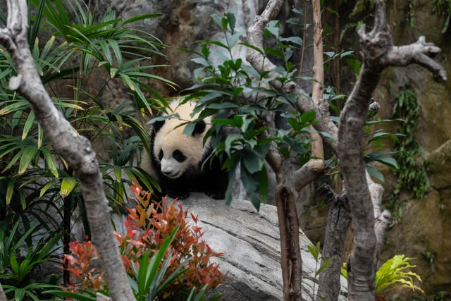 Jia Jia is seen at the enclosure in Ocean Park in Hong Kong 