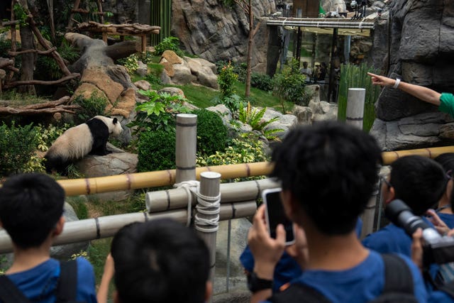 Visitors take pictures of Ying Ying at the enclosure in Ocean Park, Hong Kong 