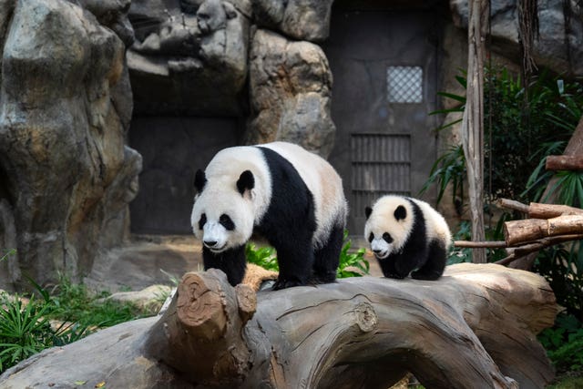 Giant panda Ying Ying, left, and her daughter Jia Jia in their enclosure in Ocean Park in Hong Kong 