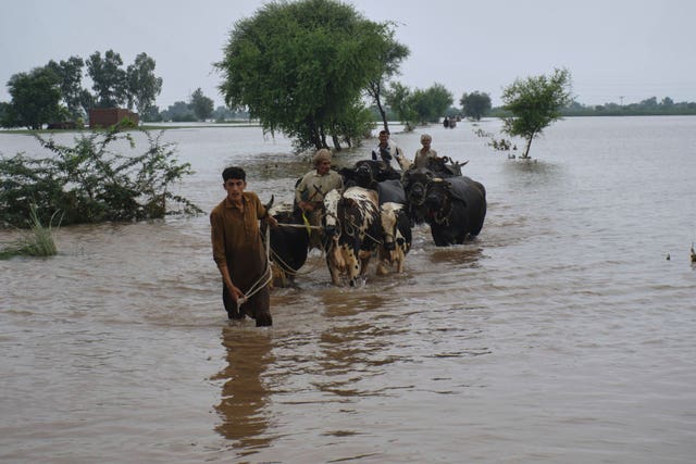 People walking cattle through flood water