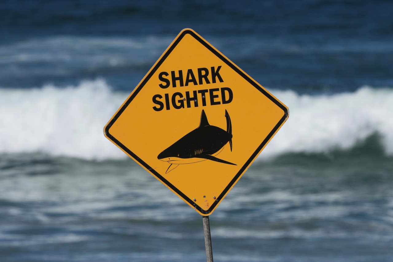 Woman Critically Injured In Shark Attack Off Popular Sydney Beach woman-critically-injured-in-shark-attack-off-popular-sydney-beach