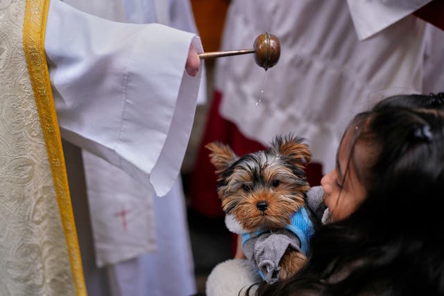 A dog is blessed at a church