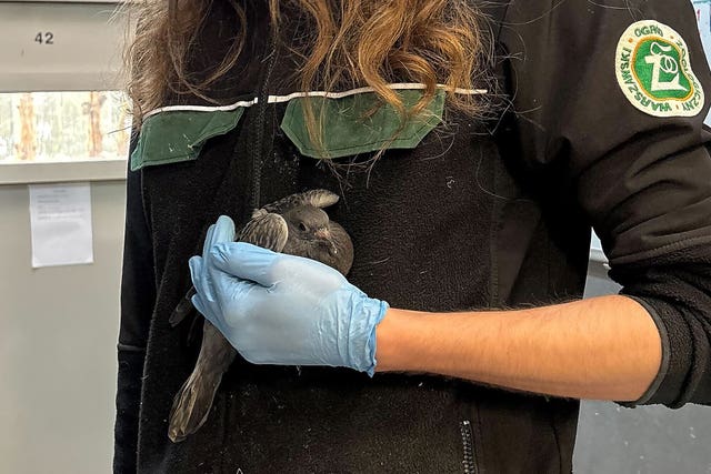 A man holds a pigeon