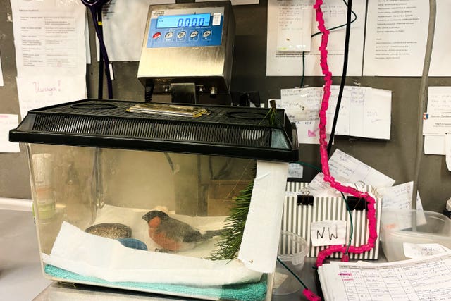 A male bullfinch is treated at the birds’ hospital