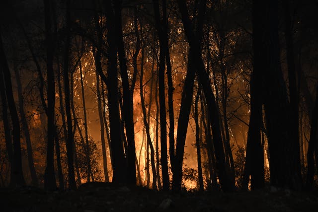 Flames burn through a forest in Greece