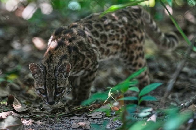 A small spotted wild cat identified as a new species, Leopardus tilcayo, walks inside Senda Verde Wildlife Sanctuary in Bolivia’s Yungas region, near Coroico