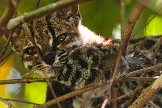 A small spotted wild cat identified as a new species, Leopardus tilcayo, rests inside Senda Verde Wildlife Sanctuary in Bolivia’s Yungas region near Coroico