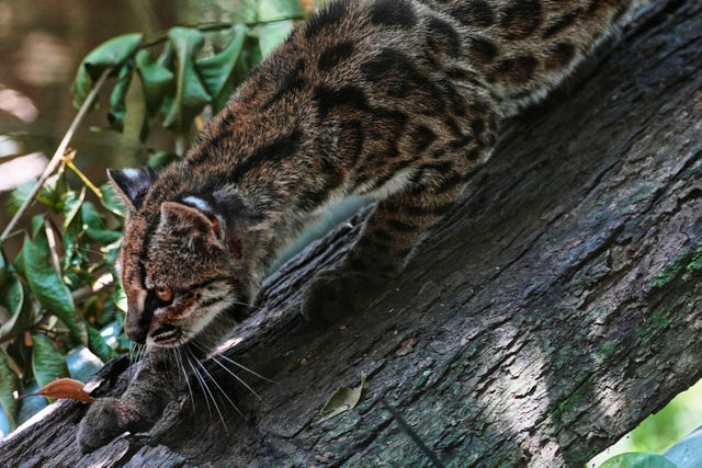 A small spotted wild cat identified as a new species, Leopardus tilcayo, walks inside Senda Verde Wildlife Sanctuary in Bolivia’s Yungas region, near Coroico