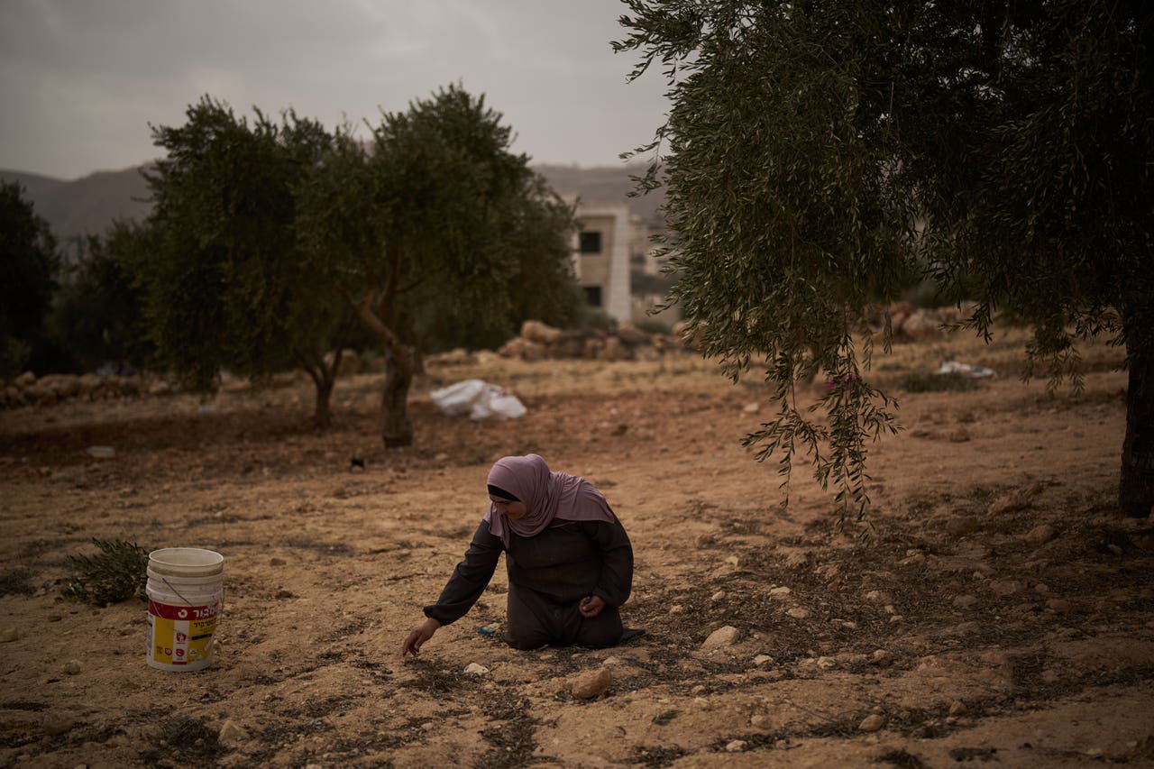 Israeli settlers attack Palestinians during olive harvest, says Red ...